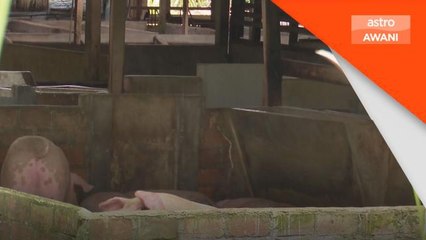 Demam Babi Afrika | Pampasan kepada penternak terjejas akan dimuktamadkan