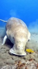 The Amazing Sea Cow