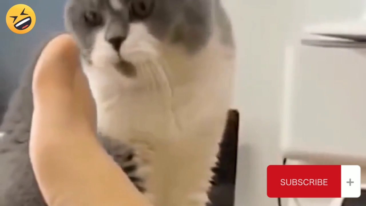 funny cats
