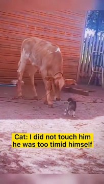 Moral lesson of today is the bigger they are the bigger they fall Use #gainwithmuetikisilu . . . . . . . . . . . . . #gainwithwestandmugweru #gainwithpolasha #gainwithfinessengara #gainwithbandanafather #gainwithcarlz