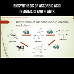 Biosynthesis of ascorbic acid in animals and plants