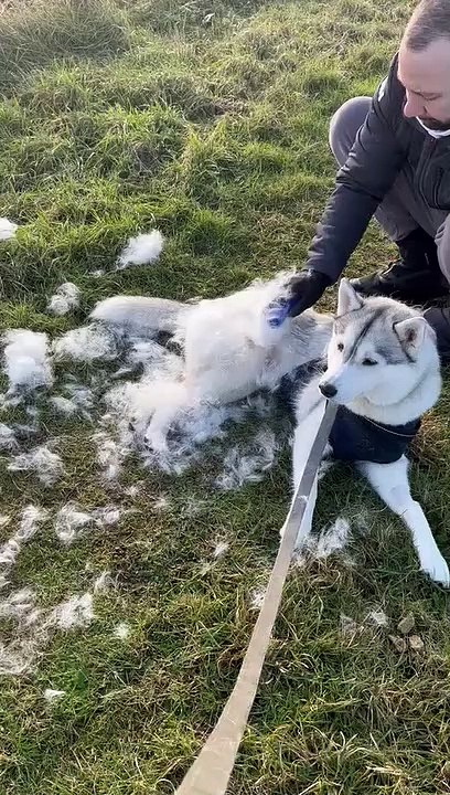 Husky Hair Flies Everywhere
