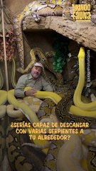 Todo un valiente: criador de reptiles disfruta descansar al lado de varias pitones