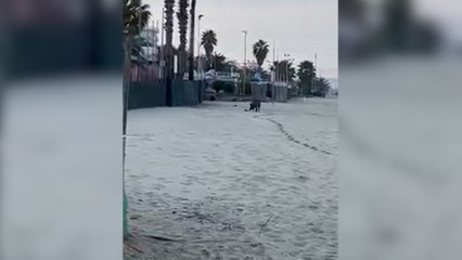 Ascoli, un cinghiale fa jogging sulla spiaggia di San Benedetto: il video