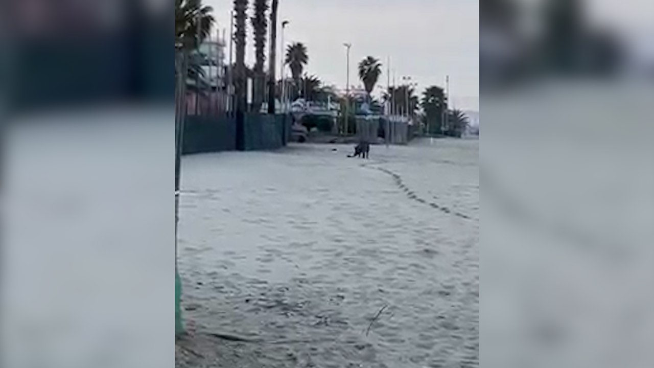 Ascoli, un cinghiale fa jogging sulla spiaggia di San Benedetto: il video