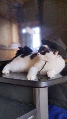 Zorro Cat Takes a Nap