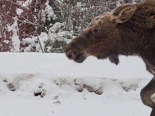 Young Moose Stops Traffic on Snowy Road