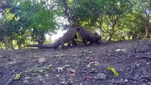 Dire! Giant Komodo Dragon Attacks Monkey Too Brutal► The Number One Ruthless Hunter In Nature
