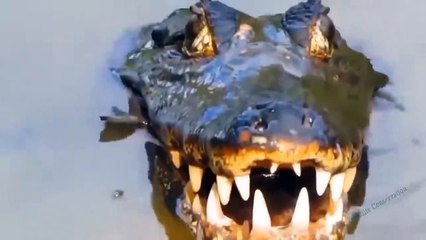 Dire! Wild Dog In Pain Struggles Trying To Get Out Of The Crocodile's Sharp Teeth But Failed