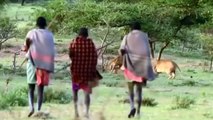 Incredible! Brave Maasai Aborigines Take Up Weapons To Fight The King Lion To Rescue Poor Zebra