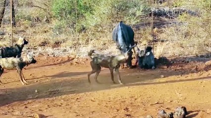 Incredible! Brave Wildebeest Fight To Save Calves From Bloodthirsty Predators From Wild Dogs, Lions