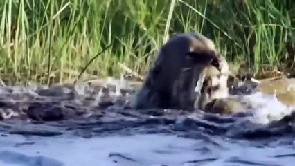 Incredible! Hippo Grabs Next, Knocks Down Lion To Escape Death Spectacularly In A Moment