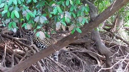 Jaguar Kill Crocodile  Flock of Angry Crocodiles Torture Jaguar To The Dead To Avenge His Teammates