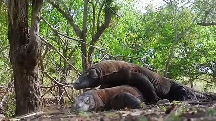Lions Can't Escape The Komodo Dragon's Mouth. Komodo Dragon Kills Giant Prey With Killer Weapons