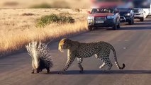 OMG! Leopard Was Miserably Defeated Under The Power Of Porcupine Mom and Dad Protecting Children