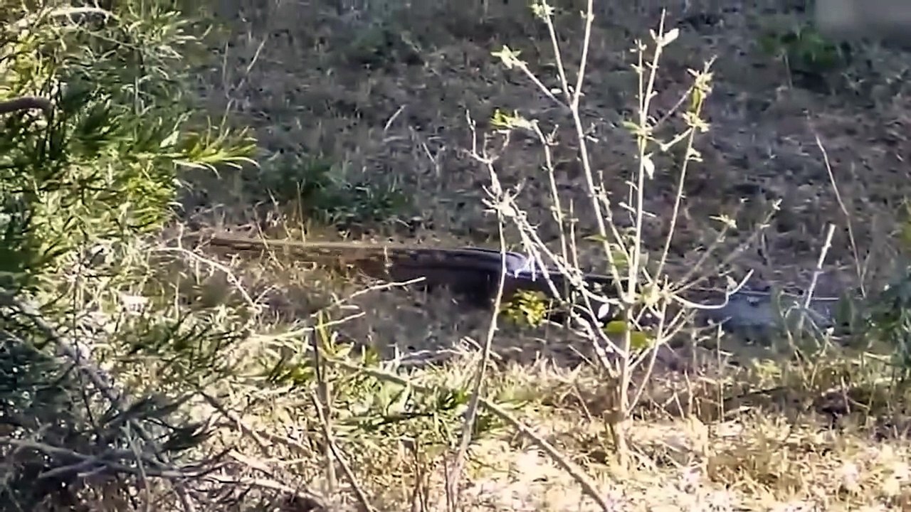 OMG! Python Was Pierced By Impala Sharp Horns- The Hyena Ruthlessly Steals  Impala From The Python