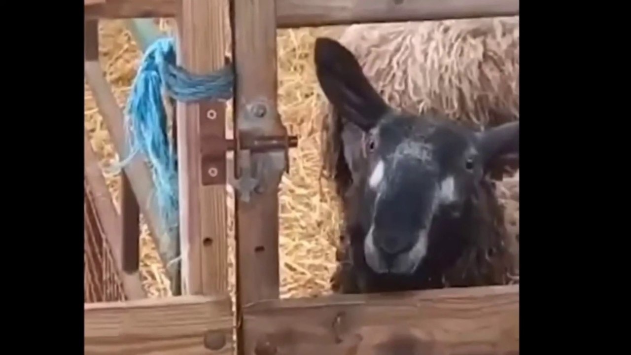 Mischievous sheep pulls the wool over farmers' eyes after figuring out how to unlock her pen and roam free while no-one is looking