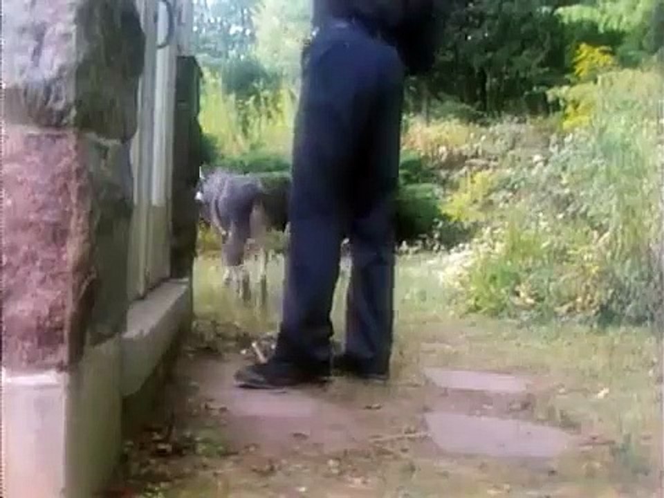 The Littlest Hobo - Se1 - Ep09 HD Watch