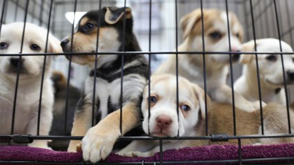 Police heartbroken as they find 18 neglected puppies in 'the worst condition ever seen'