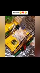 Animals suddenly went crazy