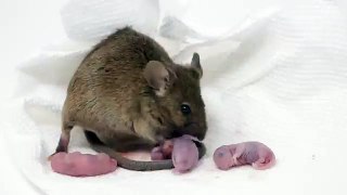 Mouse_Gives_Birth_To_14_Babies_On_Camera_During_a_Thumbnail_Photoshoot._Mousetrap_Monday(360p)