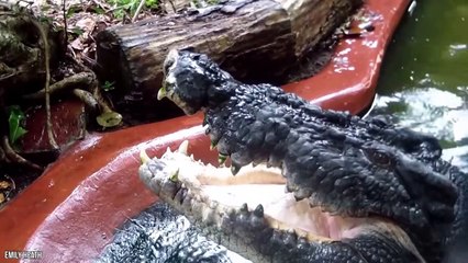 10 Largest Crocodiles Ever Recorded…