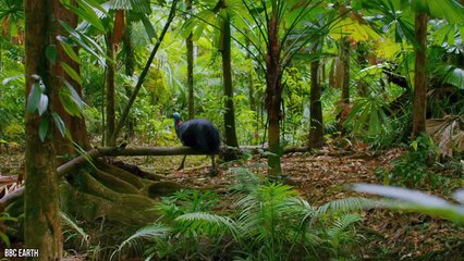 10 Most Dangerous Birds To Humans