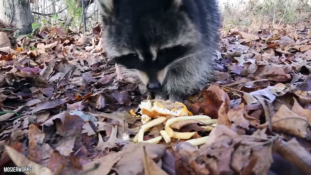 These Are The Fattest Animals In The World