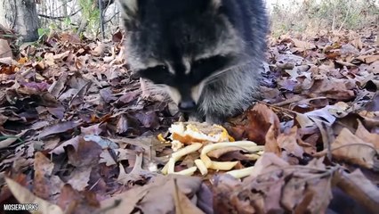 These Are The Fattest Animals In The World