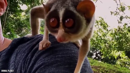 These Sweet Animals Are Not To Be Cuddled…