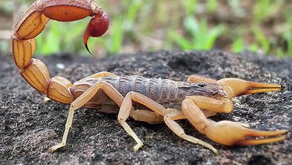 If You See These Insects RUN and Don't Look Back