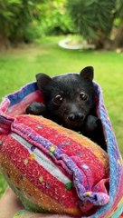 Flying Fox Sneezes