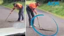 Tradie wrangles snake without dropping his ice block