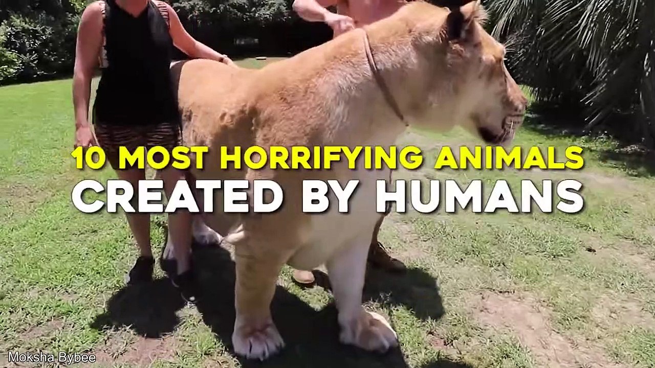 10 Most Horrifying Animals Created By Humans - video Dailymotion