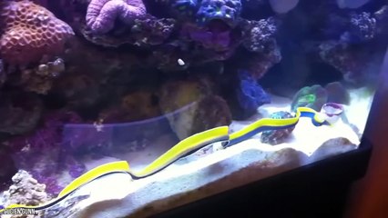 10 Mystical Sea Creatures Caught On Tape