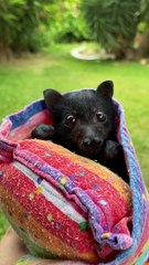 Flying Fox Sneezes