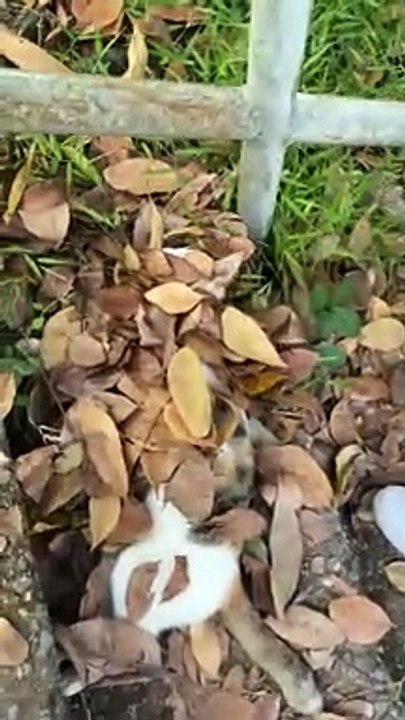 Cat Sleeping Under the Leaves
