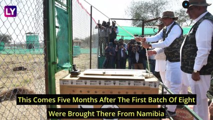 12 Cheetahs From South Africa Land In MP, PM Modi Says, ‘Boost To India’s Wildlife Diversity’