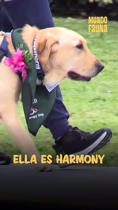 Harmony tiene una tarea muy especial en un hospital de Miami: servir a pacientes en rehabilitación