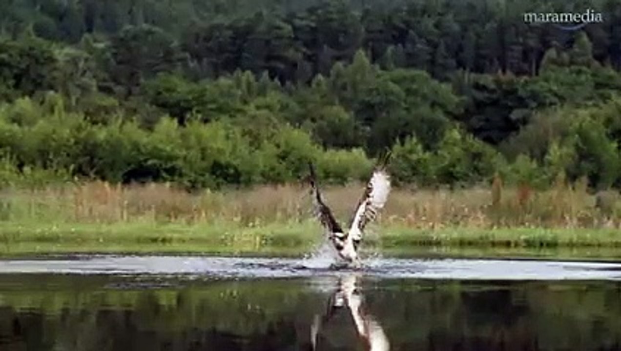 Fising by Eagle