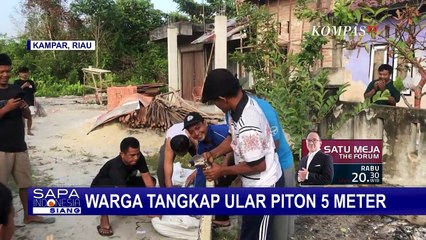 Buat Resah, Warga Tangkap Ular Piton 5 Meter di Perumahan Riau