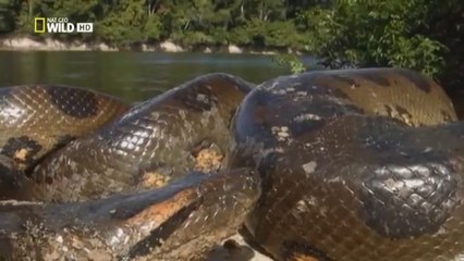 Anaconda: The Hidden Threat You Need to Know 🐍