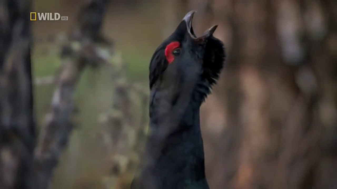 Asias Amazon Series - Khans Kingdom