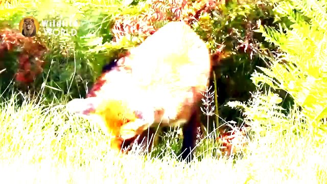 Eagles captures a Goat _ Amazing Raptors and Eagle Attacks _ Eagles vs Monkey, Fox and Snake