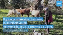 Un élevage de lamas et d'alpagas-à Saint-Michel-Chef-Chef