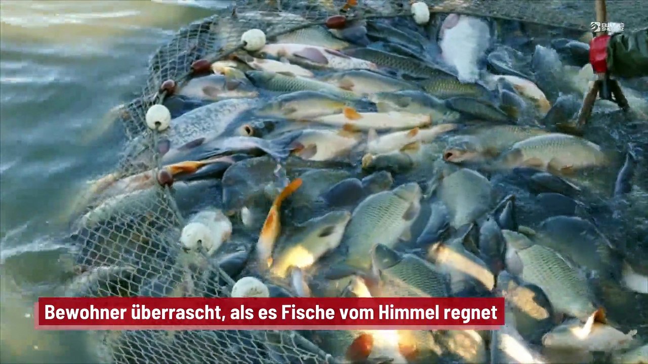 Bewohner überrascht, als es Fische vom Himmel regnet