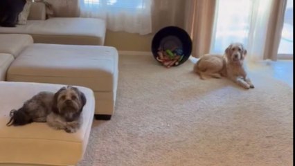 Woman sneaks into her partner's place to surprise their dogs after being away for a while