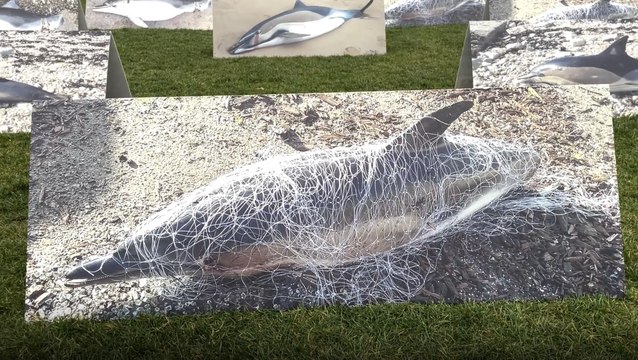 Situation intenable , mesurettes insuffisantes : le cri d'alarme de la LPO pour sauver les dauphins des filets de pêche
