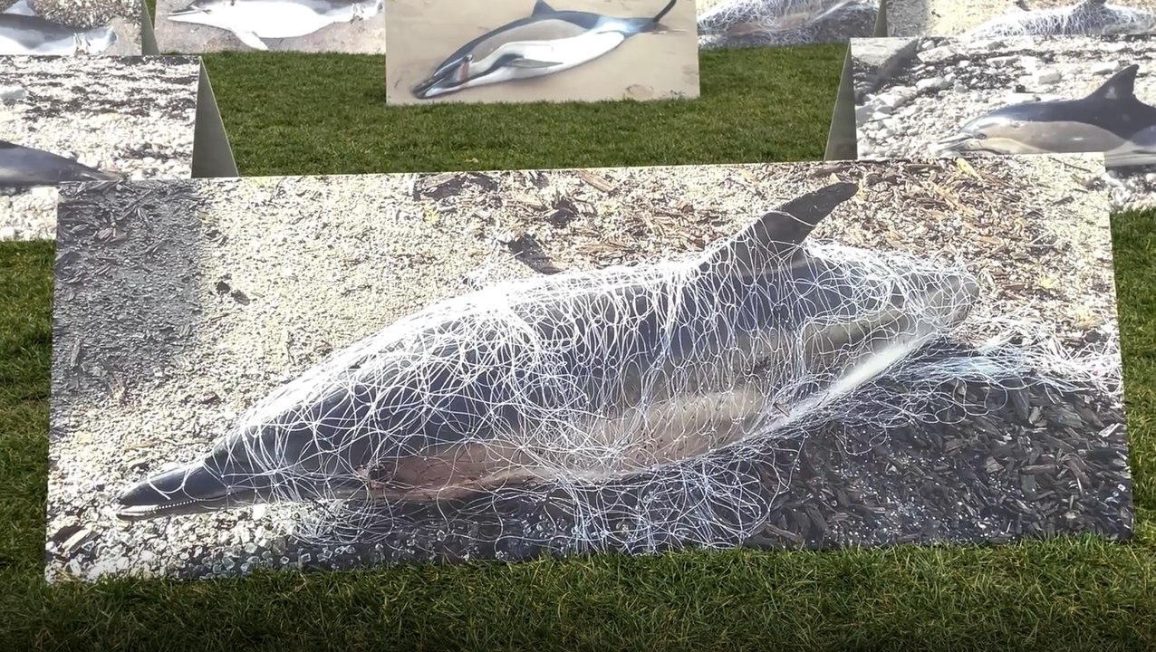 "Situation intenable", "mesurettes insuffisantes" : le cri d'alarme de la LPO pour sauver les dauphins des filets de pêche