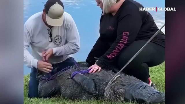 ABD'de bir kadın köpeğini gezdirirken timsah saldırısına uğradı! Timsah böyle yakalandı